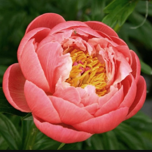 Meet your Posher, Nicole - Picture 1 of 1